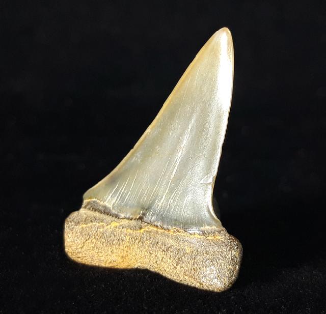 Carcharodon hastalis (AGASSIZ 1838) - Bild © FossNet FossilienStore